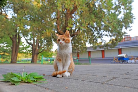 Photo for Pet cat on the stone road, Beijing - Royalty Free Image
