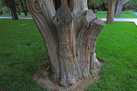 Téléchargez les photos : Le vieux tronc de Platycladus orientalis - en image libre de droit