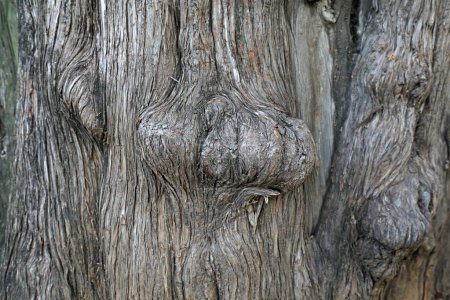 Photo for Close up of the old tree trunk - Royalty Free Image
