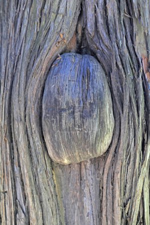 Téléchargez les photos : La forme particulière de la texture du tronc Arborvitae - en image libre de droit