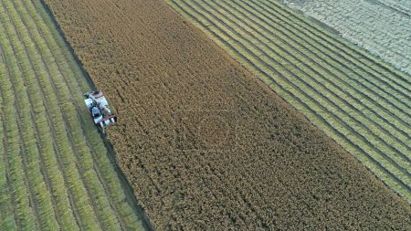 Téléchargez les photos : Les agriculteurs poussent les pêcheurs à récolter du riz dans la plaine du nord de la Chine - en image libre de droit