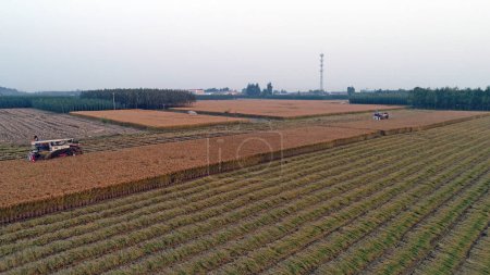 Téléchargez les photos : Les agriculteurs poussent les pêcheurs à récolter du riz dans la plaine du nord de la Chine - en image libre de droit