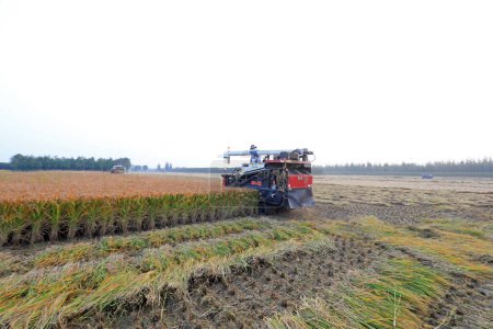Téléchargez les photos : COMTÉ DE LUANNAN, province du Hebei, Chine - 9 octobre 2020 : les agriculteurs poussent les récolteurs à récolter du riz dans la plaine du nord de la Chine - en image libre de droit