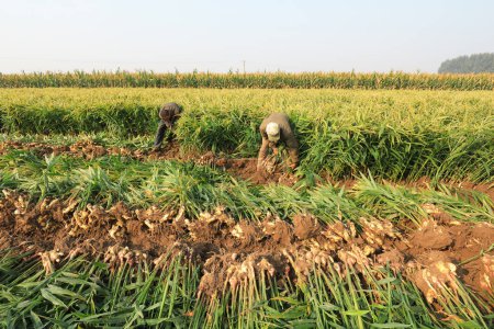 Téléchargez les photos : COMTÉ DE LUANNAN, Chine - 10 octobre 2020 : les agriculteurs récoltent du gingembre dans leurs champs, COMTÉ DE LUANNAN, province du Hebei, Chine - en image libre de droit