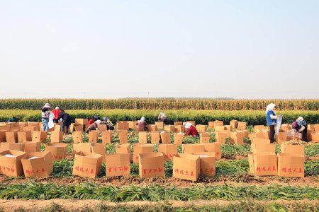 Téléchargez les photos : COMTÉ DE LUANNAN, Chine - 10 octobre 2020 : les agriculteurs récoltent du gingembre dans leurs champs, COMTÉ DE LUANNAN, province du Hebei, Chine - en image libre de droit