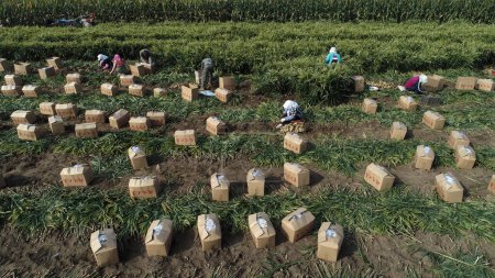 Foto de LUANNAN COUNTY, China - 10 de octubre de 2020: los agricultores están cosechando jengibre en sus campos, LUANNAN COUNTY, Hebei Province, China - Imagen libre de derechos
