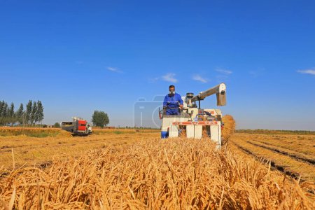 Photo for LUANNAN COUNTY, Hebei Province, China - October 12, 2020: Farmers are turning and drying rice in the North China Plain - Royalty Free Image