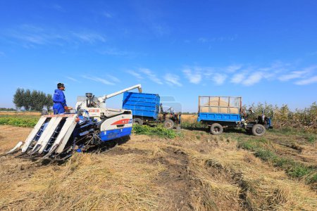 Téléchargez les photos : COMTÉ DE LUANNAN, Chine - 12 octobre 2020 : Machines agricoles pour la récolte du riz, COMTÉ DE LUANNAN, Province du Hebei, Chine - en image libre de droit