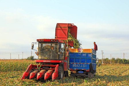 Téléchargez les photos : COMTÉ DE LUANNAN, province du Hebei, Chine - 14 octobre 2020 : Les agriculteurs utilisent des machines agricoles pour récolter du maïs sucré dans les champs - en image libre de droit
