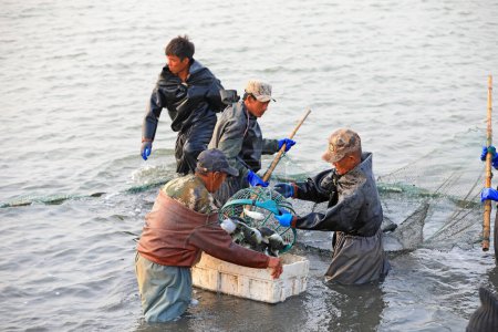 Téléchargez les photos : COMTÉ DE LUANNAN, province du Hebei, Chine - 15 octobre 2020 : Les travailleurs filettent les poissons dans les étangs du nord de la Chine - en image libre de droit