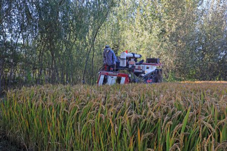 Téléchargez les photos : COMTÉ DE LUANNAN, province du Hebei, Chine - 16 octobre 2020 : Les agriculteurs conduisent les pêcheurs à récolter du riz, en Chine du Nord - en image libre de droit