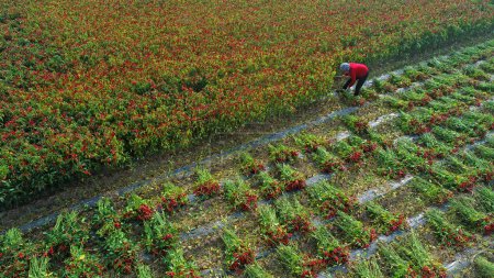 Téléchargez les photos : Les agriculteurs récoltent le poivre à la main dans les champs, Chine du Nord - en image libre de droit