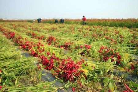 Photo for Farmers harvest pepper by hand in the fields, North China - Royalty Free Image