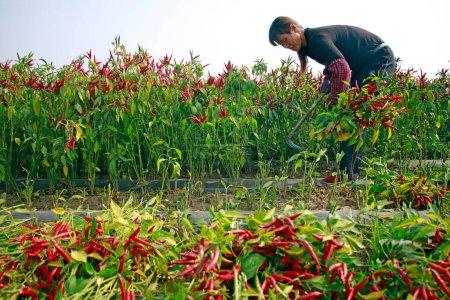 Téléchargez les photos : COMTÉ DE LUANNAN, Province du Hebei, Chine - 19 octobre 2020 : Les agriculteurs récoltent du poivre à la main dans les champs, Chine du Nord - en image libre de droit