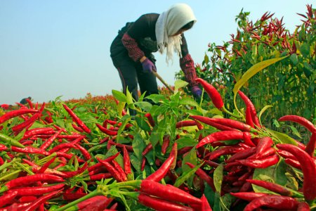 Téléchargez les photos : COMTÉ DE LUANNAN, Province du Hebei, Chine - 19 octobre 2020 : Les agriculteurs récoltent du poivre à la main dans les champs, Chine du Nord - en image libre de droit