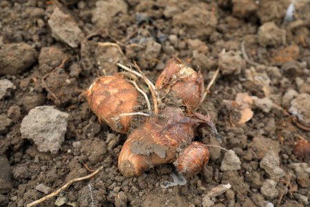 Foto de Primer plano de raíces de taro, recién cosechadas en el suelo - Imagen libre de derechos
