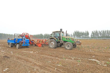 Foto de CONDADO DE LUANNAN, China - 20 de octubre de 2020: Los agricultores utilizan tractores para cosechar taro en la granja, condado de LUANNAN, provincia de Hebei, China - Imagen libre de derechos