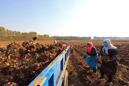 Téléchargez les photos : COMTÉ DE LUANNAN, Chine - 24 octobre 2020 : Les agriculteurs récoltent du taro à la ferme, COMTÉ DE LUANNAN, province du Hebei, Chine - en image libre de droit