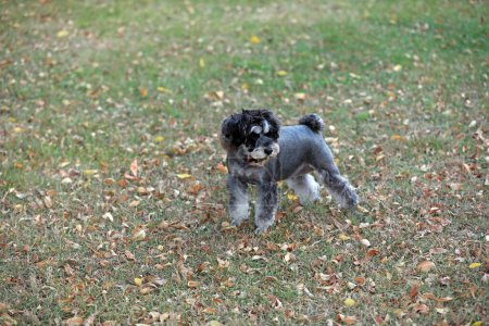Téléchargez les photos : Le chien joue dans le parc - en image libre de droit