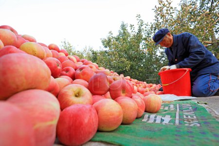 Téléchargez les photos : COMTÉ DE LUANNAN, Chine - 26 octobre 2020 : les agriculteurs trient les pommes Fuji rouges dans un verger, COMTÉ DE LUANNAN, province du Hebei, Chine - en image libre de droit