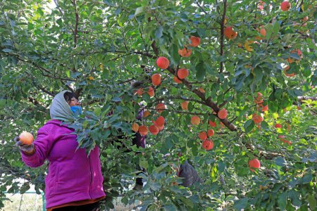 Foto de CONDADO DE LUANNAN, China - 26 de octubre de 2020: Los agricultores están cosechando manzanas rojas Fuji en un huerto, condado de LUANNAN, provincia de Hebei, China - Imagen libre de derechos