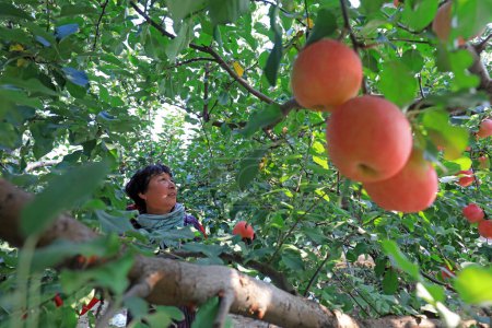 Téléchargez les photos : COMTÉ DE LUANNAN, Chine - 26 octobre 2020 : Des agriculteurs récoltent des pommes Fuji rouges dans un verger, COMTÉ DE LUANNAN, province du Hebei, Chine - en image libre de droit