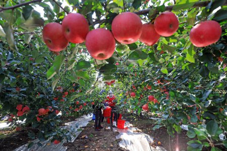 Foto de CONDADO DE LUANNAN, China - 26 de octubre de 2020: Los agricultores están cosechando manzanas rojas Fuji en un huerto, condado de LUANNAN, provincia de Hebei, China - Imagen libre de derechos