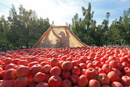 Foto de CONDADO DE LUANNAN, China - 28 de octubre de 2020: Los agricultores están lonas de manzanas rojas Fuji en un huerto, condado de LUANNAN, provincia de Hebei, China - Imagen libre de derechos