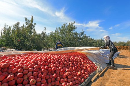 Photo for LUANNAN COUNTY, China - October 28, 2020: Farmers are tarpauling Red Fuji apples in an orchard, LUANNAN COUNTY, Hebei Province, China - Royalty Free Image