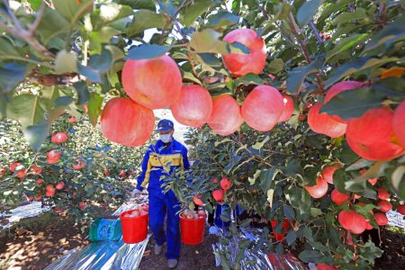 Foto de CONDADO DE LUANNAN, China - 28 de octubre de 2020: Los agricultores están cosechando manzanas rojas Fuji en un huerto, condado de LUANNAN, provincia de Hebei, China - Imagen libre de derechos