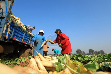 Foto de LUANNAN COUNTY, China - 30 de octubre de 2020: los agricultores cosechan rábano blanco en sus granjas, LUANNAN COUNTY, Hebei Province, China - Imagen libre de derechos