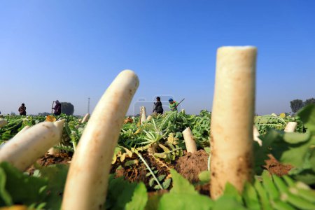 Foto de LUANNAN COUNTY, China - 30 de octubre de 2020: los agricultores cosechan rábano blanco en sus granjas, LUANNAN COUNTY, Hebei Province, China - Imagen libre de derechos