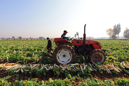 Foto de LUANNAN COUNTY, China - 30 de octubre de 2020: los agricultores cosechan rábano blanco en sus granjas, LUANNAN COUNTY, Hebei Province, Chin - Imagen libre de derechos