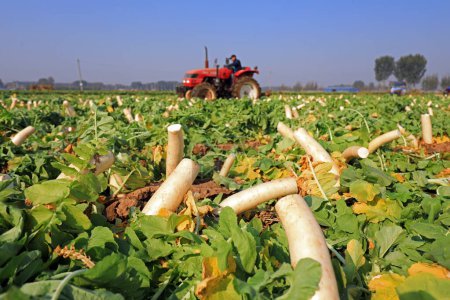 Téléchargez les photos : COMTÉ DE LUANNAN, Chine - 30 octobre 2020 : les agriculteurs récoltent du radis blanc sur leurs fermes, COMTÉ DE LUANNAN, Province du Hebei, Chin - en image libre de droit