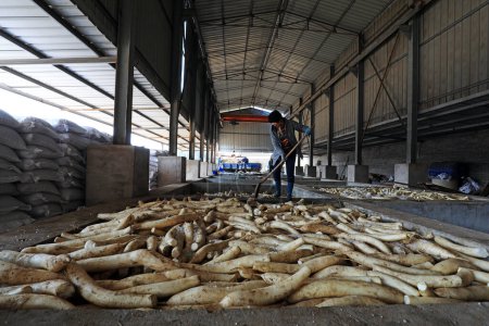 Foto de CONDADO DE LUANNAN, China - 30 de octubre de 2020: El agricultor decapita rábano blanco en un taller, CONDADO DE LUANNAN, provincia de Hebei, China - Imagen libre de derechos