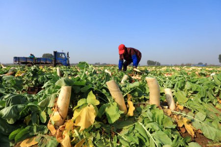 Téléchargez les photos : COMTÉ DE LUANNAN, Chine - 30 octobre 2020 : les agriculteurs récoltent du radis blanc sur leurs fermes, COMTÉ DE LUANNAN, Province du Hebei, Chin - en image libre de droit