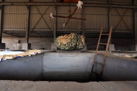 Téléchargez les photos : COMTÉ DE LUANNAN, Chine - 30 octobre 2020 : L'agriculteur décapage du radis blanc dans un atelier, COMTÉ DE LUANNAN, province du Hebei, Chine - en image libre de droit