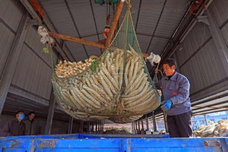 Téléchargez les photos : COMTÉ DE LUANNAN, Chine - 2 novembre 2020 : L'agriculteur a hissé le radis blanc pour le saler dans une ferme, COMTÉ DE LUANNAN, province du Hebei, Chine - en image libre de droit