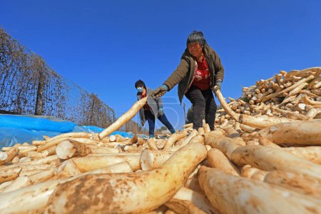 Téléchargez les photos : COMTÉ DE LUANNAN, Chine - 2 novembre 2020 : les agriculteurs récoltent du radis blanc et les chargent sur une ferme dans le COMTÉ DE LUANNAN, province du Hebei, Chine - en image libre de droit