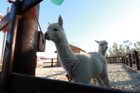 FENGNAN COUNTY, Hebei Province, China - November 3, 2020: Lovely Alpaca in the zoo