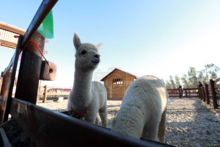 Foto de Condado de FENGNAN, provincia de Hebei, China - 3 de noviembre de 2020: Lovely Alpaca in the zoo - Imagen libre de derechos