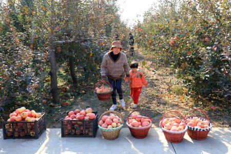 Téléchargez les photos : District de Fengrun, province du Hebei, Chine - 4 novembre 2020 : Des touristes cueillent des pommes Fuji rouges dans un verger - en image libre de droit