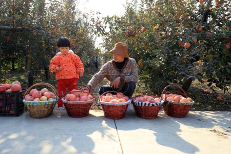 Photo for Fengrun District, Hebei Province, China - November 4, 2020: Tourists pick Red Fuji apples in an orchard - Royalty Free Image
