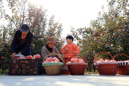Foto de Distrito Fengrun, provincia de Hebei, China - 4 de noviembre de 2020: Los turistas recogen manzanas rojas Fuji en un huerto - Imagen libre de derechos