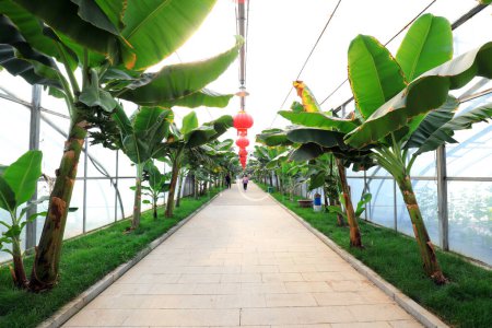 Foto de Árbol de plátano en invernadero, norte de China - Imagen libre de derechos
