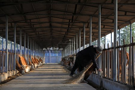 Workers are managing beef cattle on a farm in North China
