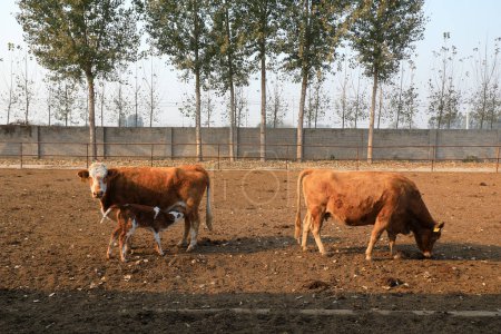 Foto de Ganado vacuno en la granja, norte de China - Imagen libre de derechos