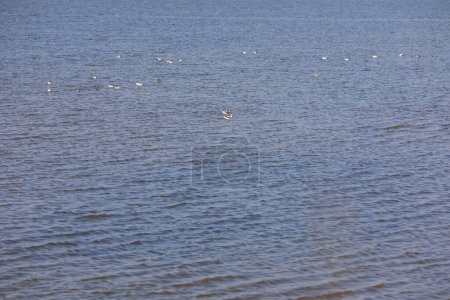 Birds inhabiting the beaches of the Bohai Sea, North China