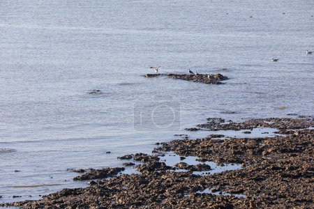 Photo for Birds inhabiting the beaches of the Bohai Sea, North China - Royalty Free Image