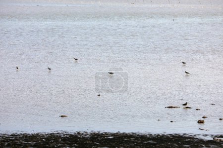 Photo for Birds inhabiting the beaches of the Bohai Sea, North China - Royalty Free Image